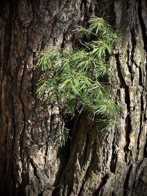 Иголочки на сосеночке) - Любовь Иголочки на сосеночке) - Любовь