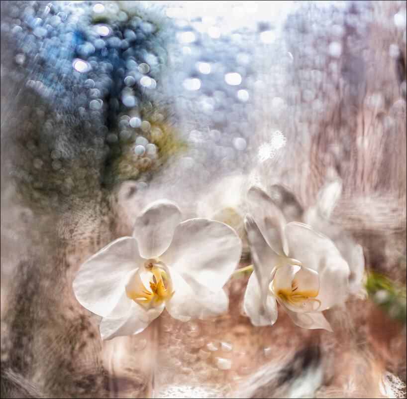 Орхидеи. - Елена Демидова 