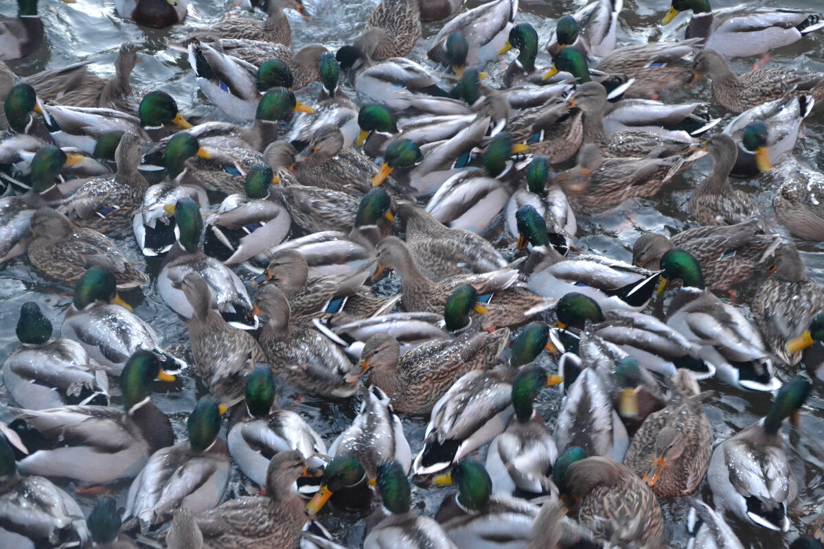 Утиная "куча мала" - Надежда 