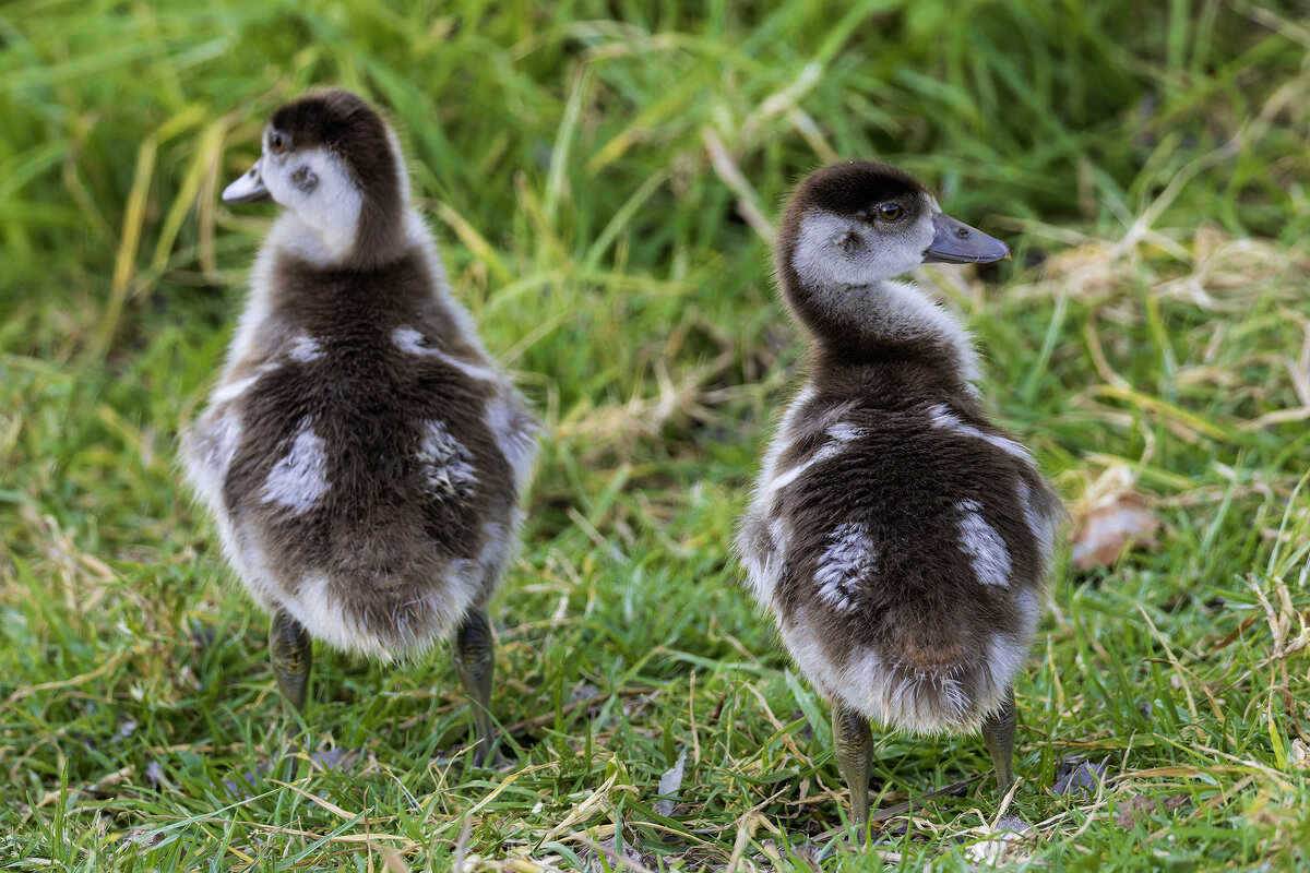 Нильский гусь. - Alexander Amromin
