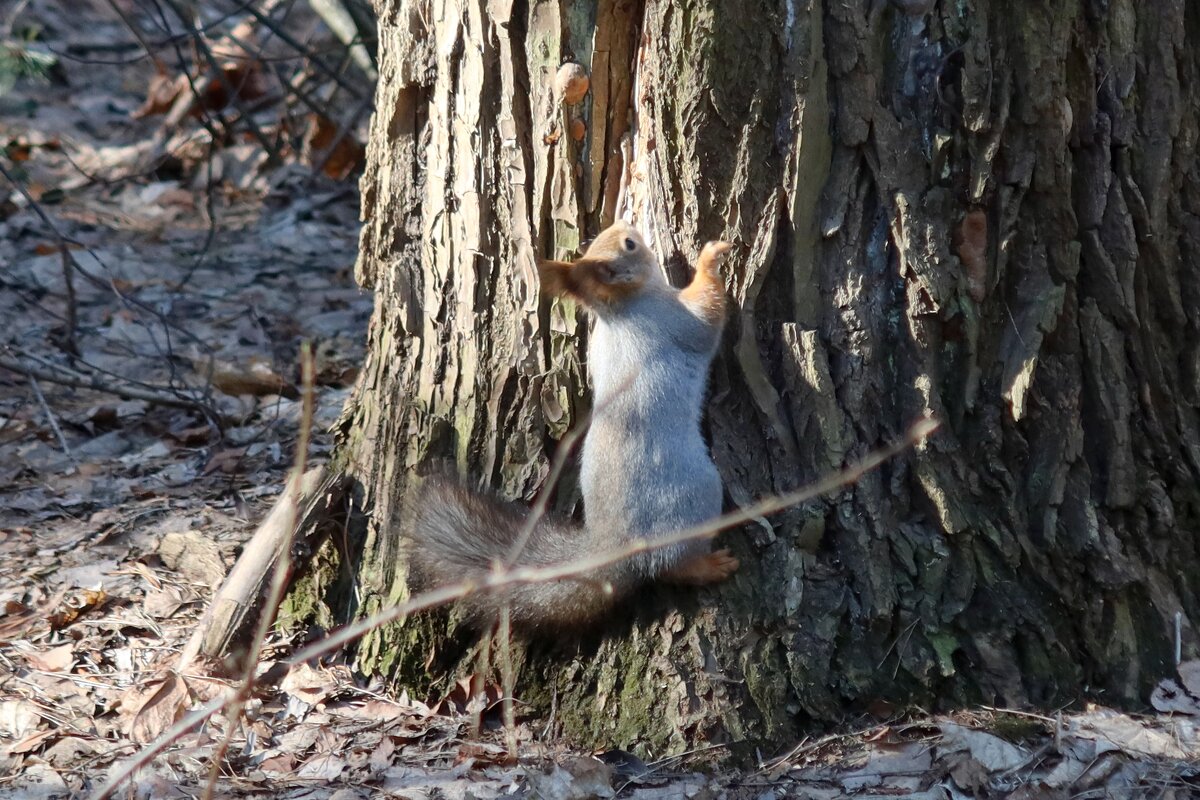 В сосновом бору - Дмитрий И_ В сосновом бору - Дмитрий И_