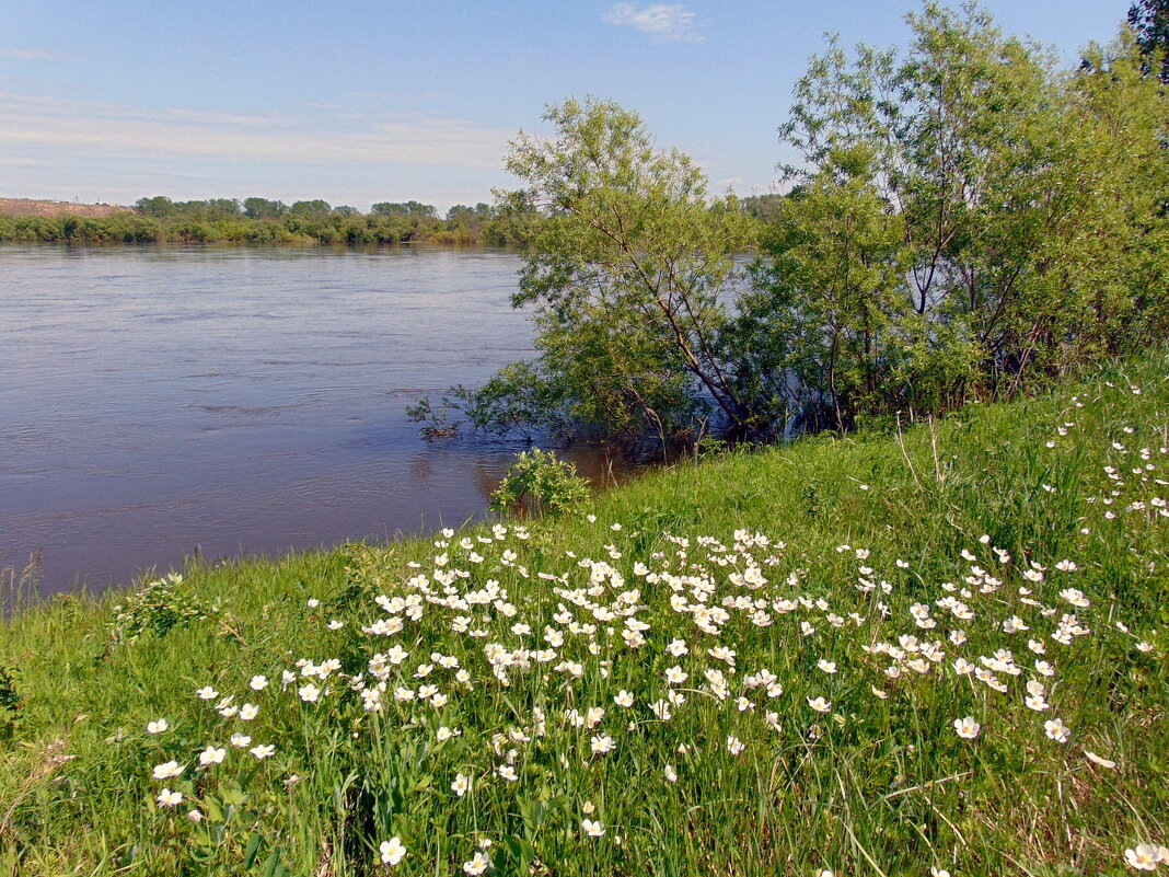Начало лета,бережок. - nadyasilyuk Вознюк Начало лета,бережок. - nadyasilyuk Вознюк