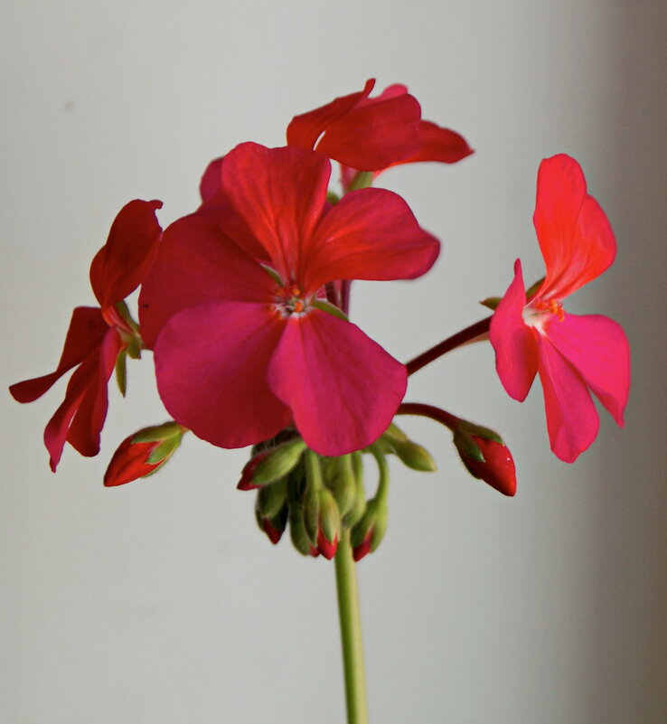 Геранька цветет. - сергей ермошкин