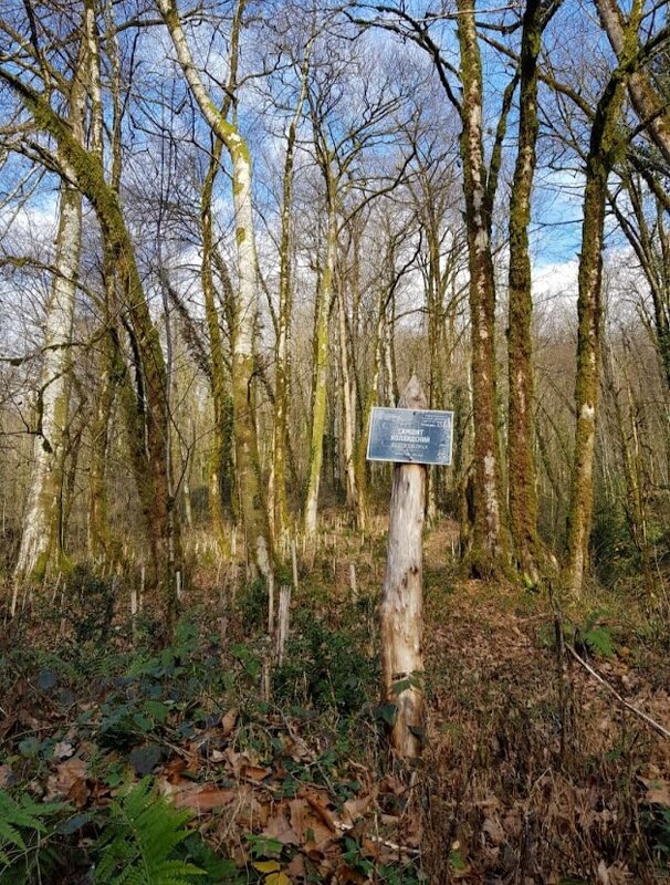 ОРЕХОВКА - Tata Wolf