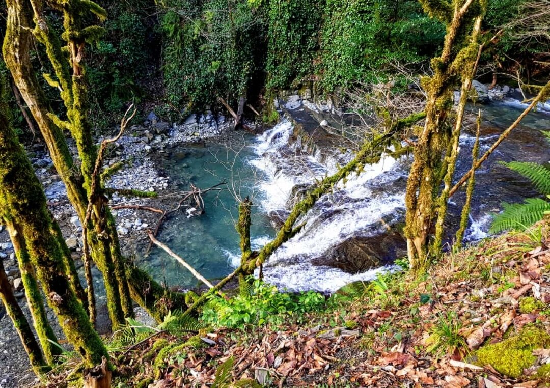 ОРЕХОВКА - Tata Wolf ОРЕХОВКА - Tata Wolf