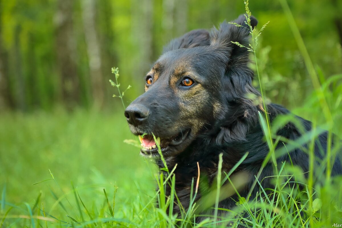 3750 - Alex . 3750 - Alex .