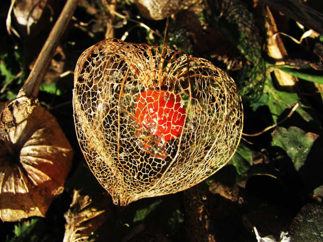 Физалис после зимы - Людмила Смородинская Физалис после зимы - Людмила Смородинская