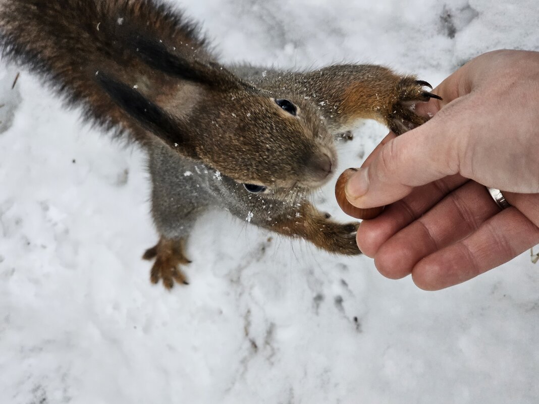 Белка - Юлия Голикова
