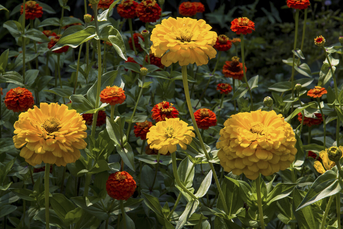 Циния жёлтая - Валентин Семчишин Циния жёлтая - Валентин Семчишин