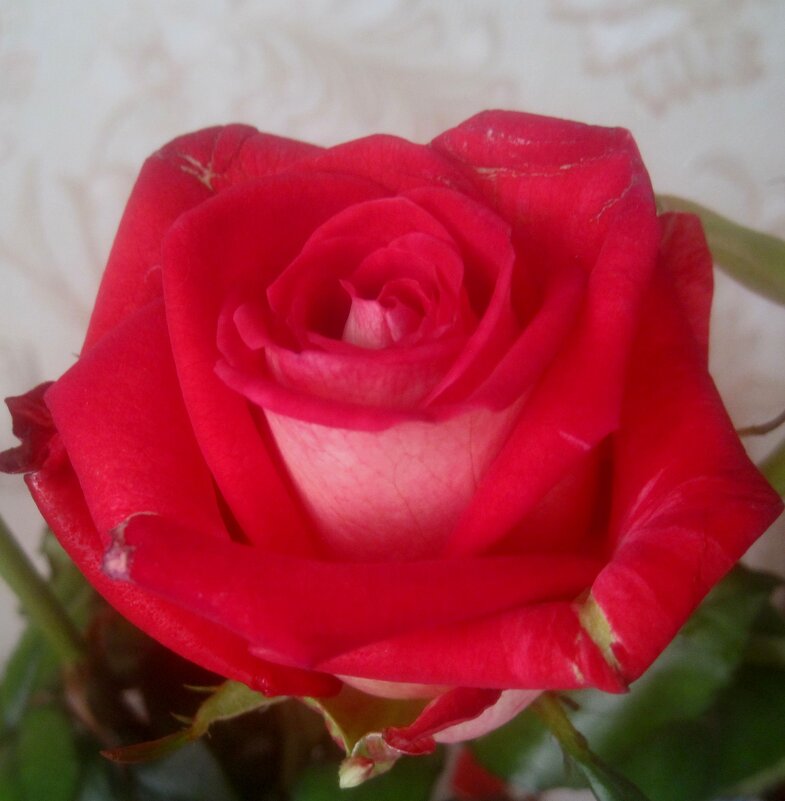 Роза - Елена Семигина