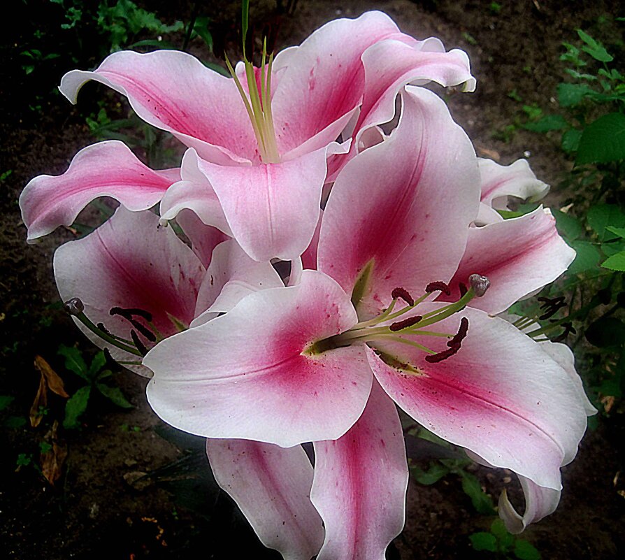 Ли... - Елена Семигина