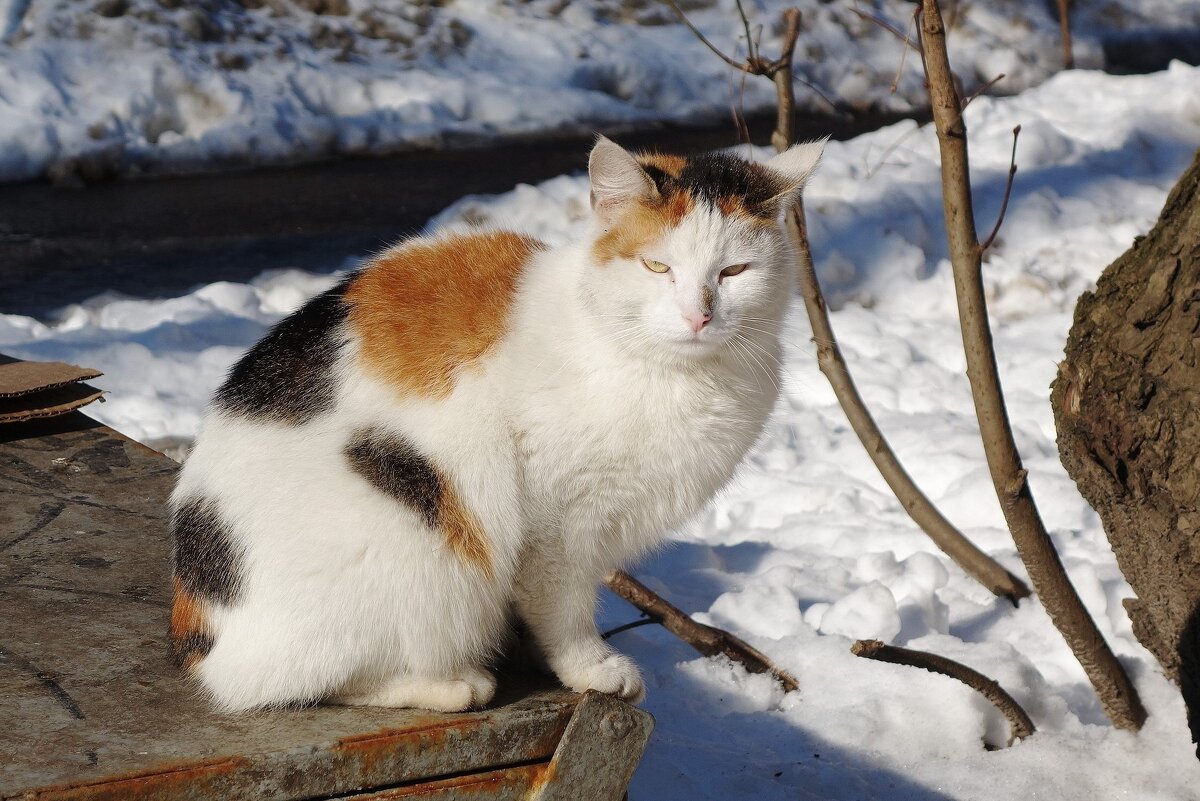 Братья наши меньшие - Рита Симонова Братья наши меньшие - Рита Симонова
