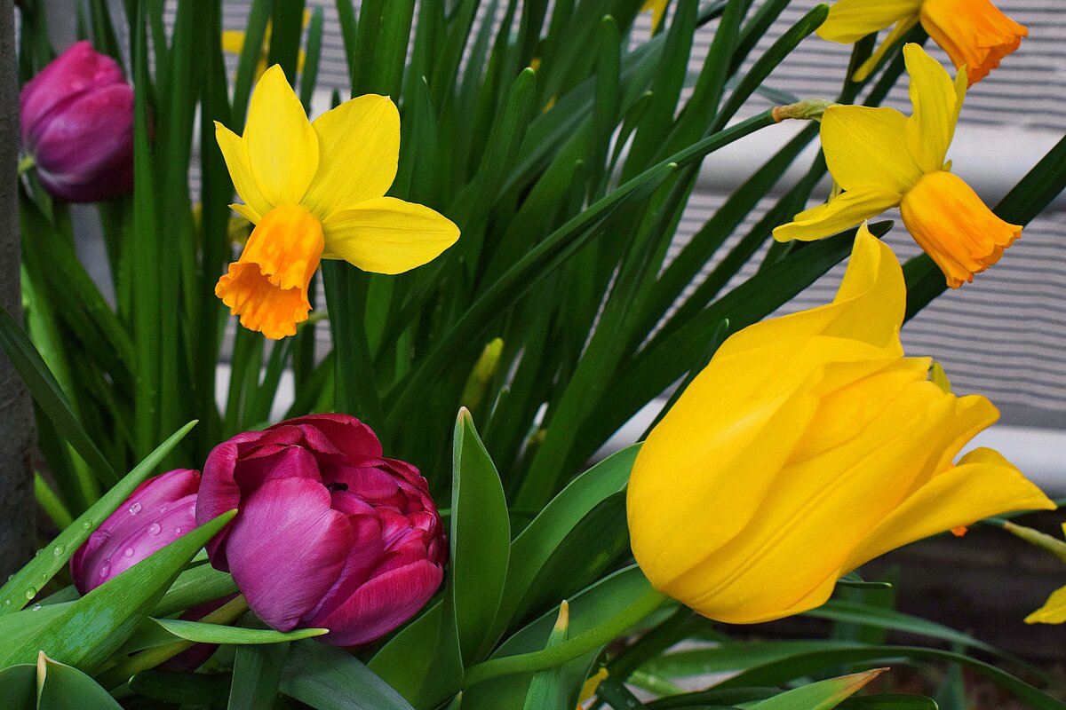 Гармония прелести в цветах. - Татьяна Помогалова Гармония прелести в цветах. - Татьяна Помогалова