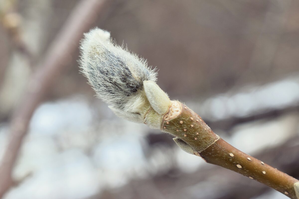 Рукавичка магнолии. - Татьяна Помогалова Рукавичка магнолии. - Татьяна Помогалова