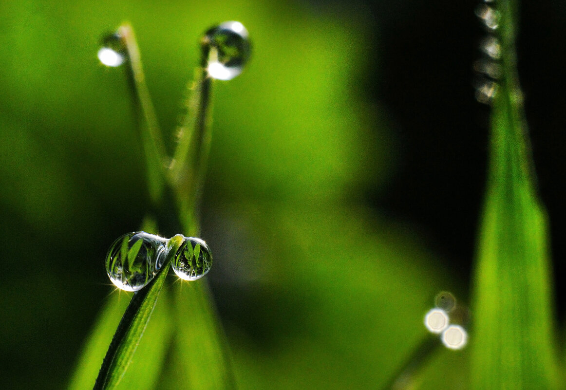 Глазики - росинки...капельки утренней росы... - Надежда Куркина Глазики - росинки...капельки утренней росы... - Надежда Куркина