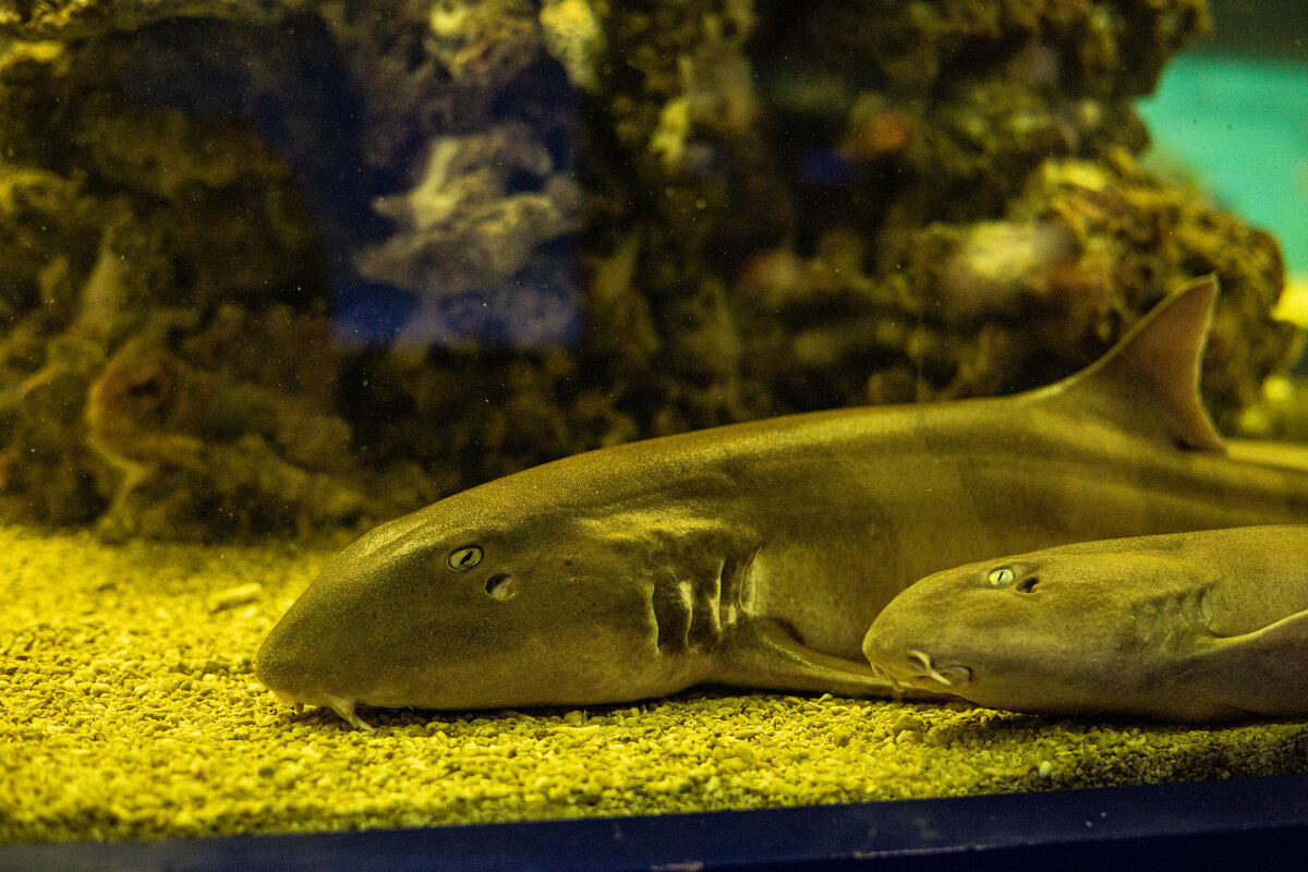 Это акулы, да-да! - Анастасия Фотографовна Это акулы, да-да! - Анастасия Фотографовна