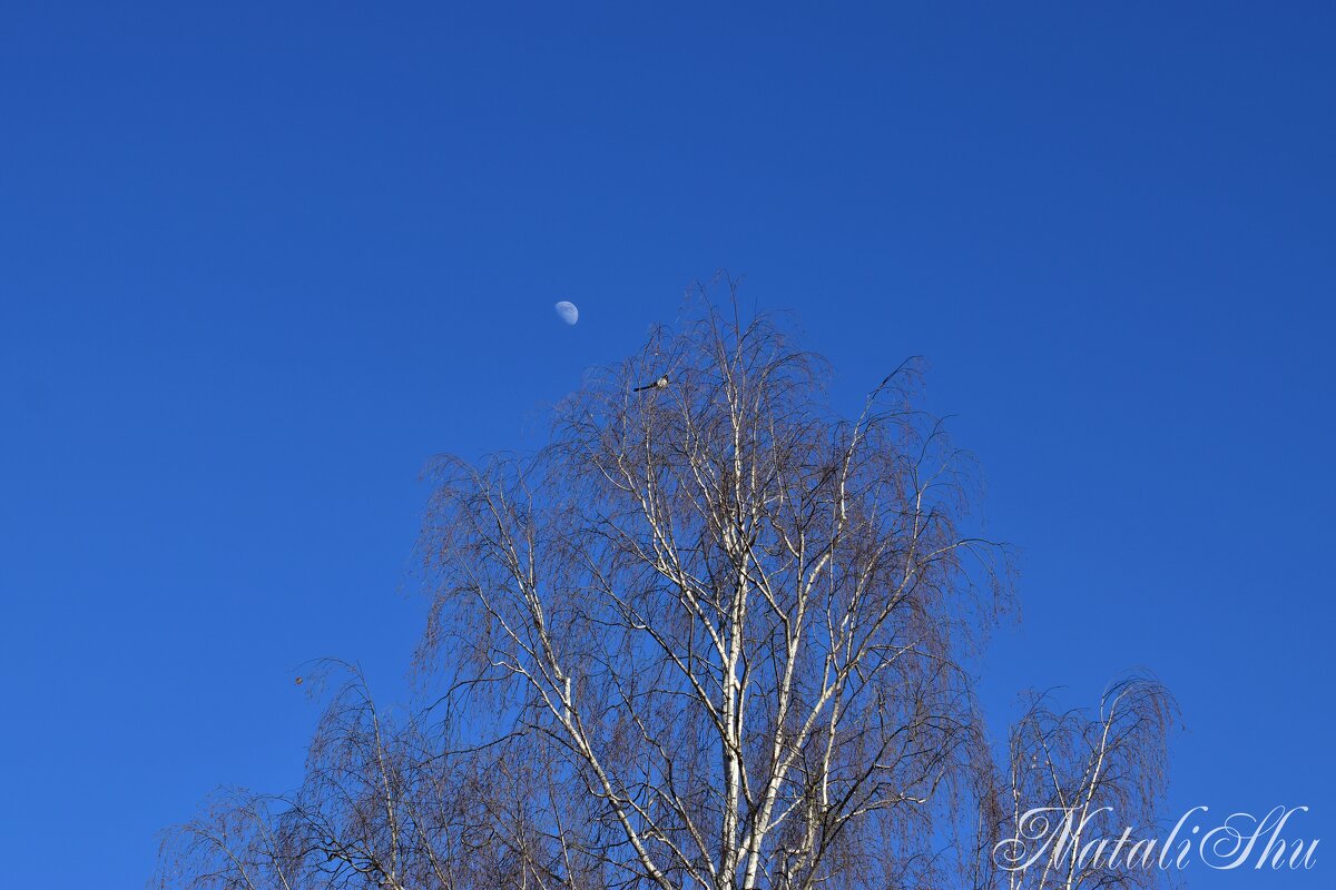 Луна и сорока. - Наталья Вязигина
