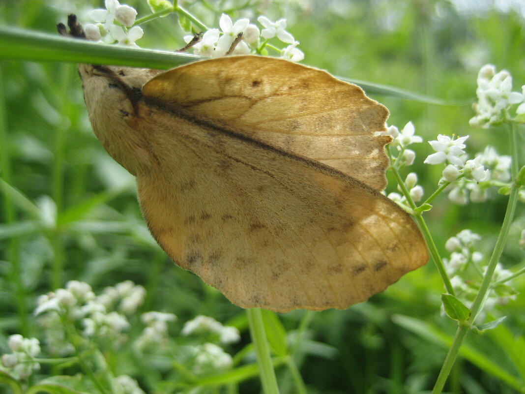 Шелкопряд/пяденица - Anna Ivanova Шелкопряд/пяденица - Anna Ivanova