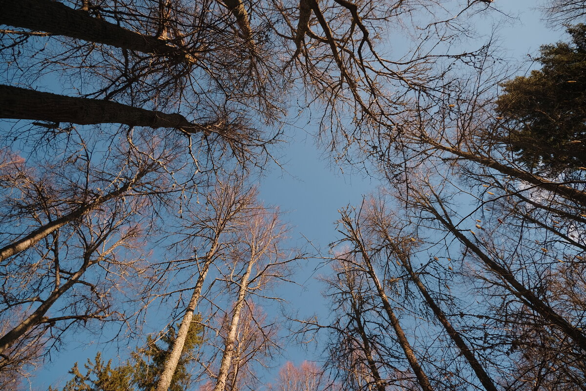 Весеннее небо - Олег Зоркий Весеннее небо - Олег Зоркий