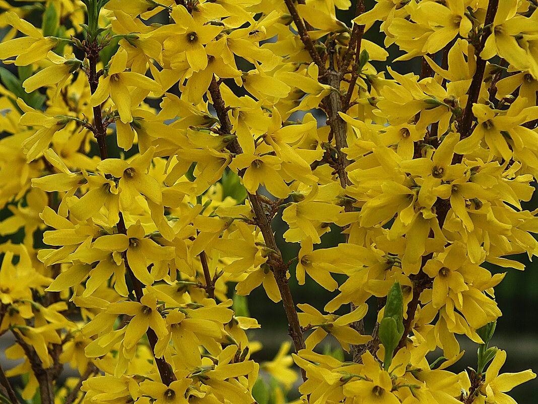 ** - Зоя Мишина ** - Зоя Мишина