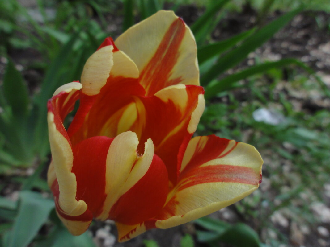 Тюльпан - марина ковшова Тюльпан - марина ковшова