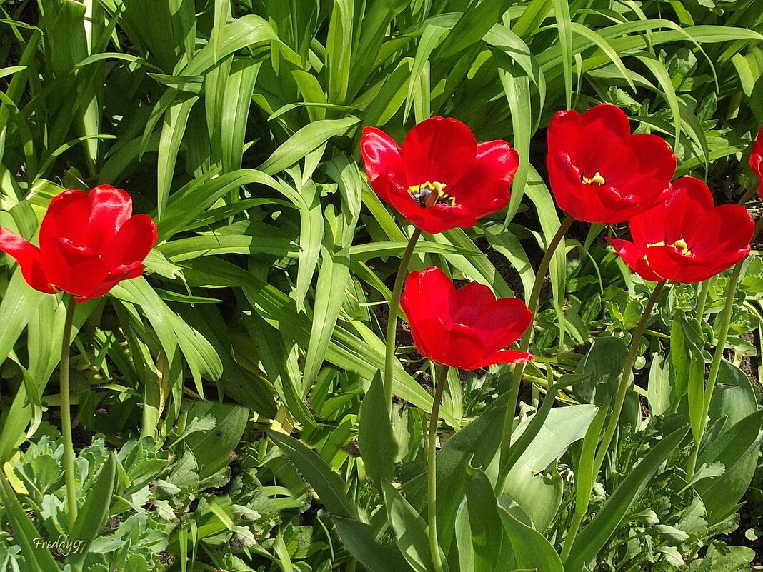 Тюльпаны - Freddy 97 Тюльпаны - Freddy 97