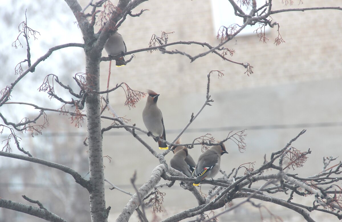 Март. - Венера Чуйкова