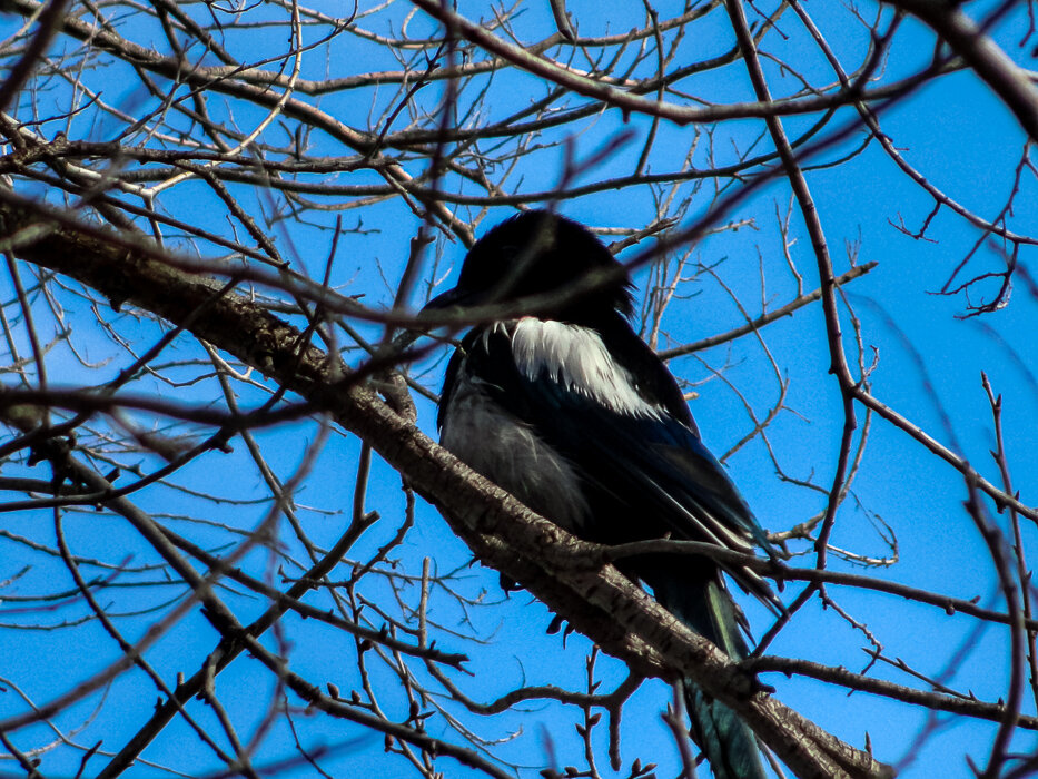 Сорока - Светлана SvetNika17