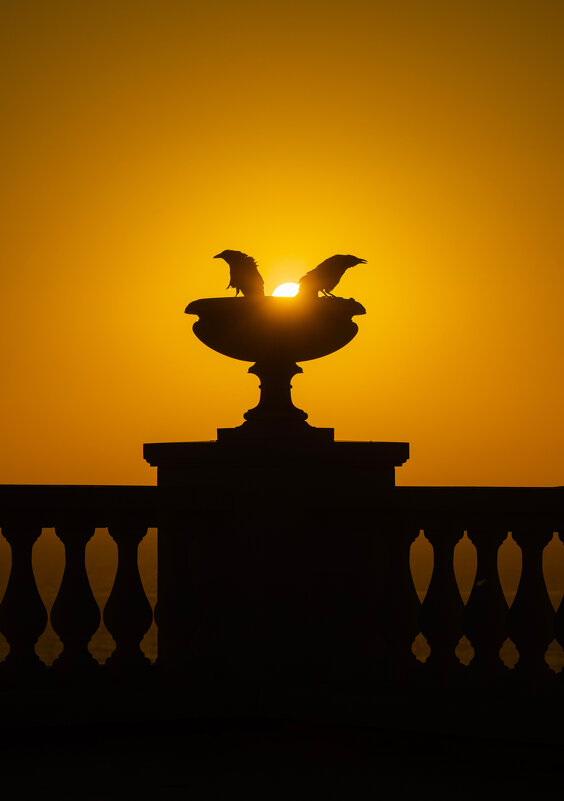 Священный Боспорский грач. - Анатолий Щербак Священный Боспорский грач. - Анатолий Щербак