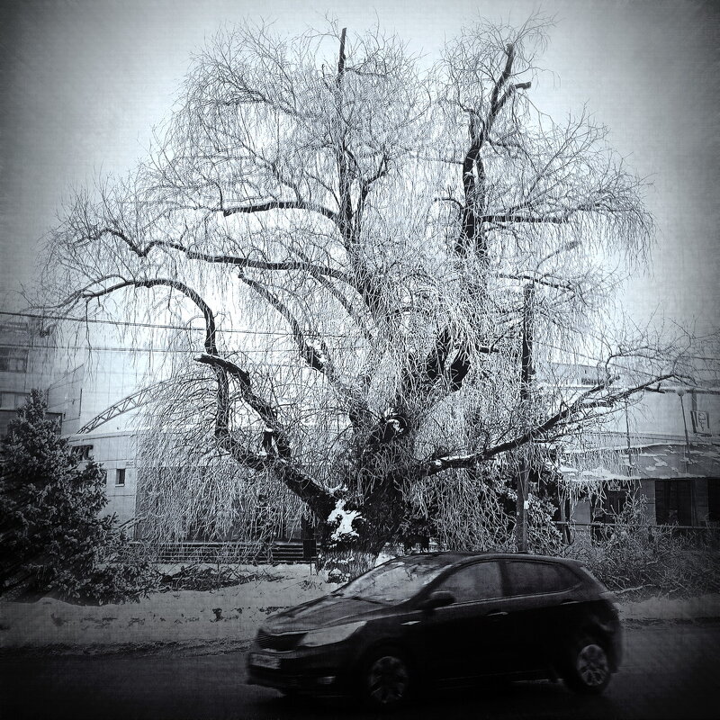 На пр. Ленина... - Владимир Шошин