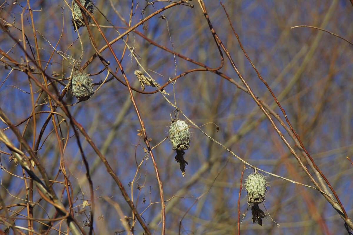 Как будто яблочки. - Вячеслав. Синицын Как будто яблочки. - Вячеслав. Синицын