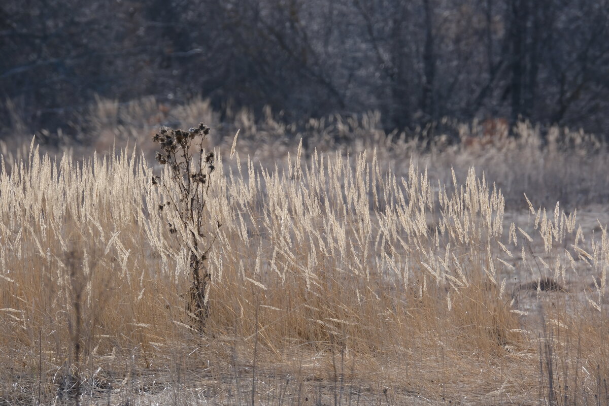 Вейник - Андрей Зайцев