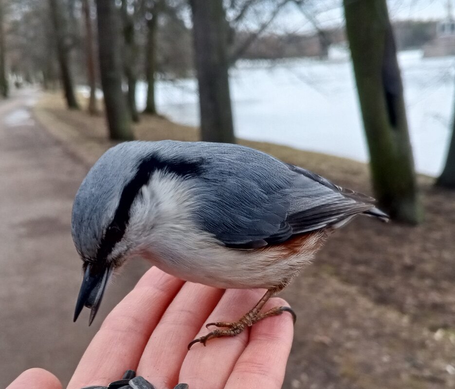 Поползень - Сапсан 