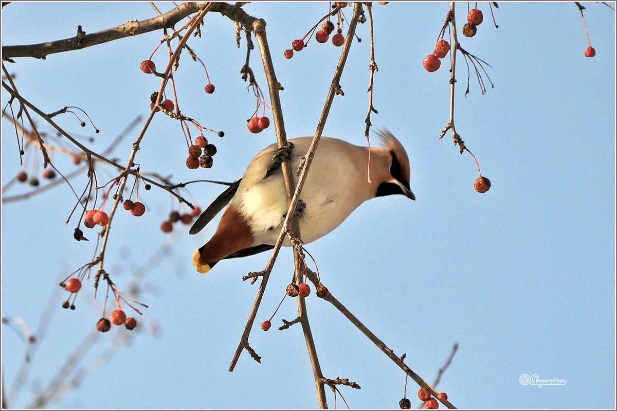 Про свиристель... - Aquarius - Сергей Про свиристель... - Aquarius - Сергей