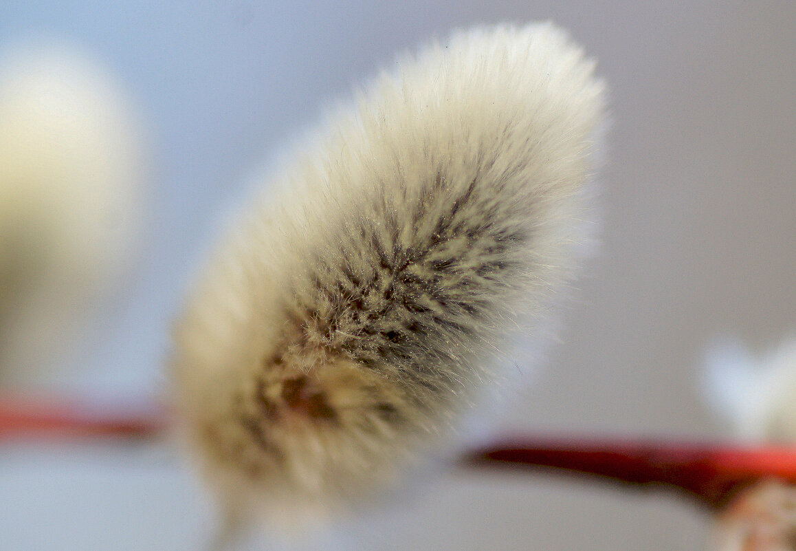 флора марта 2025 2 - Александр Прокудин