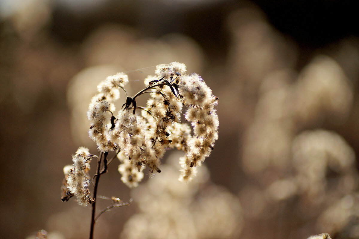 флора марта 2025 5 - Александр Прокудин флора марта 2025 5 - Александр Прокудин