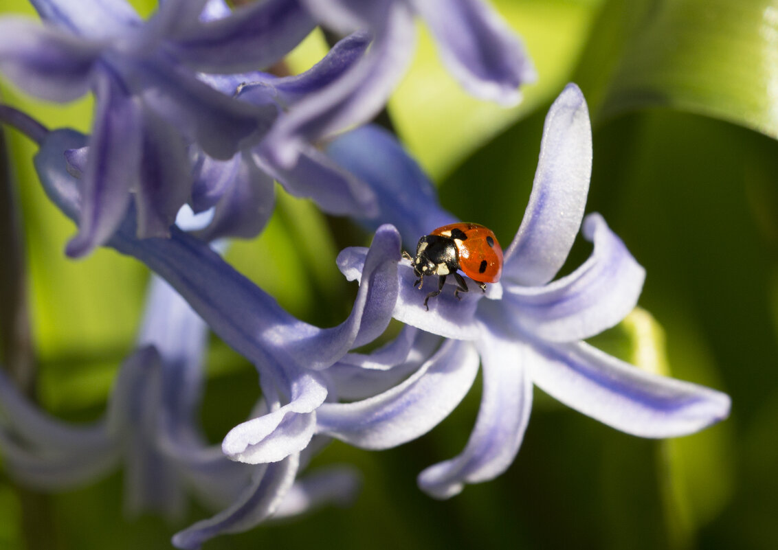 Весна - Светлана Тихонина Весна - Светлана Тихонина
