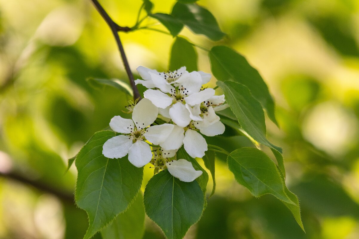 *** - Виктор Иванович Чернюк *** - Виктор Иванович Чернюк