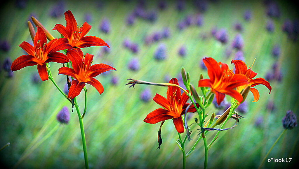 они на радость нам даны - Олег Лукьянов они на радость нам даны - Олег Лукьянов