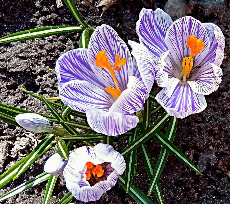 Крокусы - Елена Крокусы - Елена