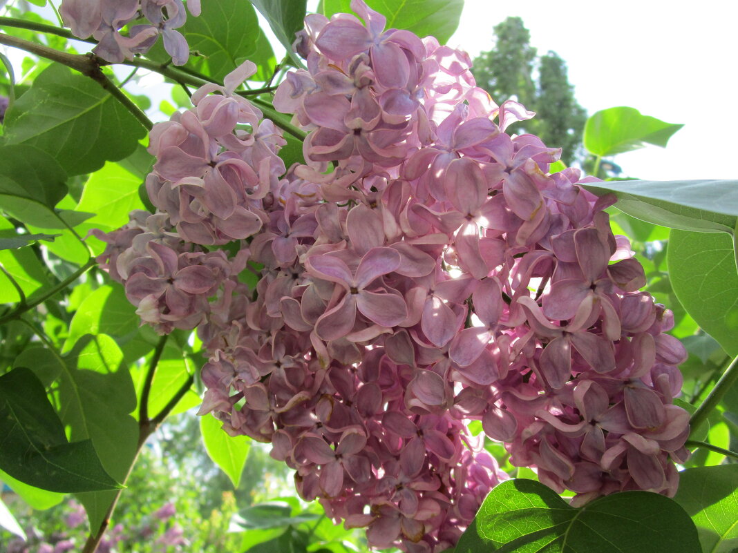 Скоро ! - Елена Шаламова