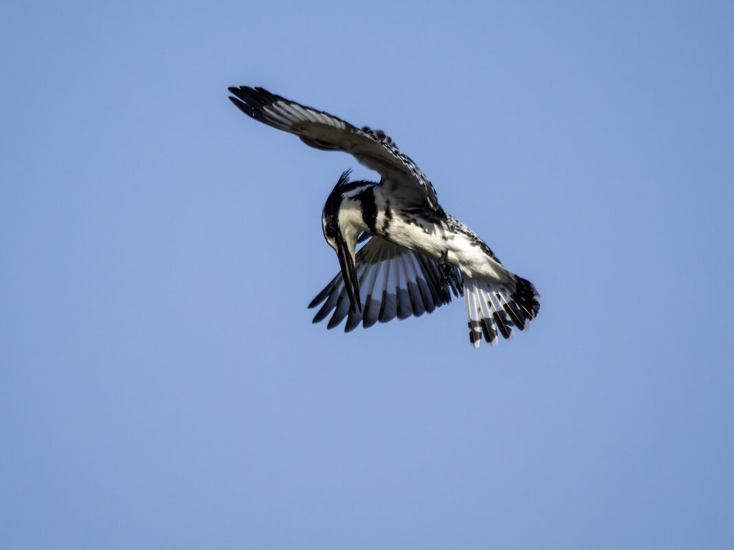 Малый пегий зимородок. - Alexander Amromin Малый пегий зимородок. - Alexander Amromin