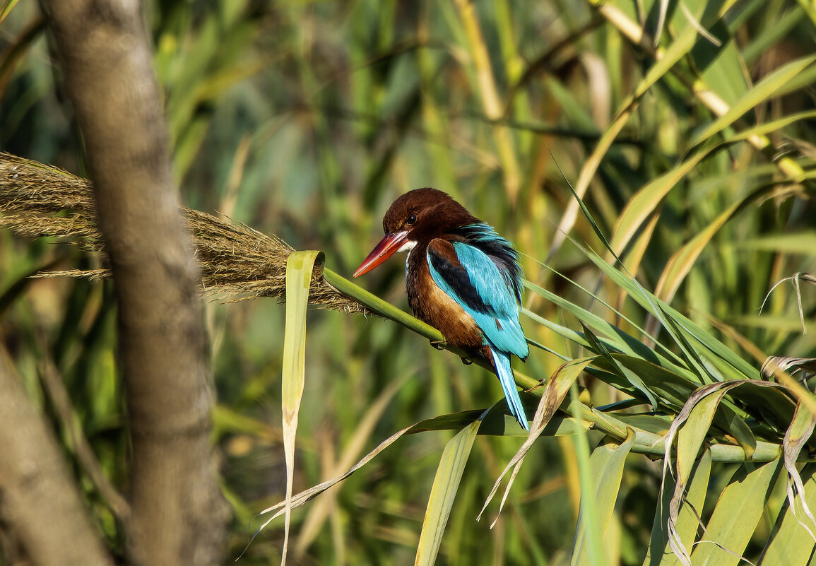 Красноклювая альциона. - Alexander Amromin