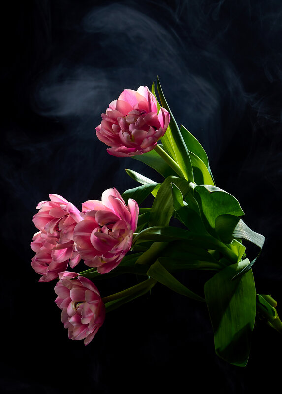 Тюльпаны - Sergey Тюльпаны - Sergey