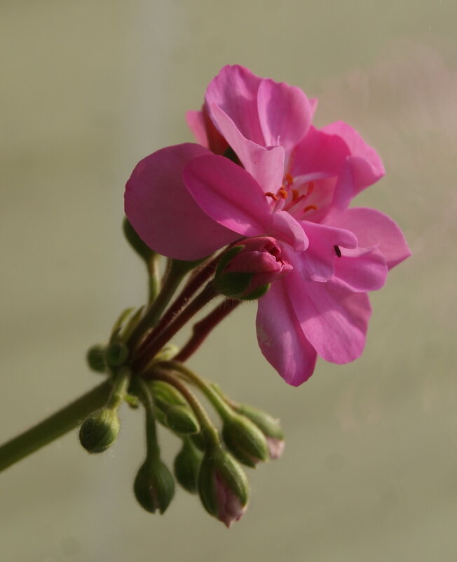 Соцветие с подоконника. - сергей ермошкин Соцветие с подоконника. - сергей ермошкин