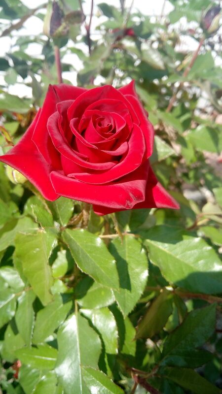 ,,, - Сергей Тимоновский ,,, - Сергей Тимоновский