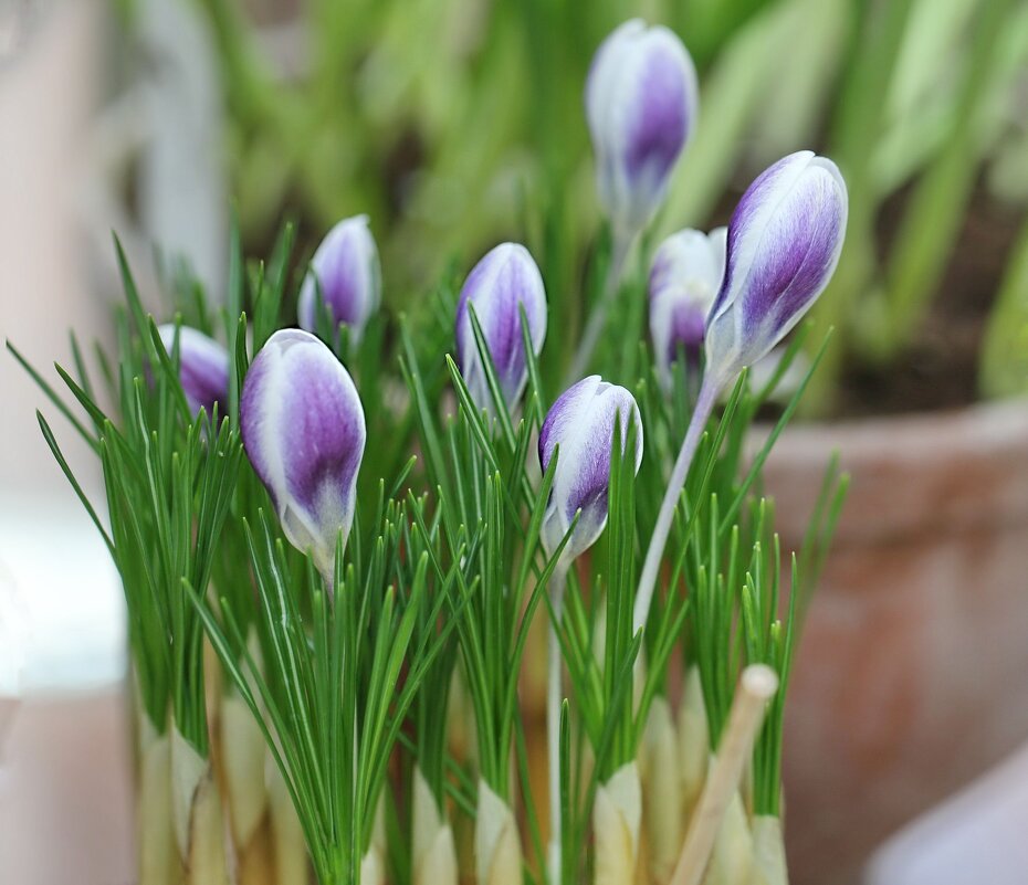 Крокус, Аптекарский - ZNatasha -