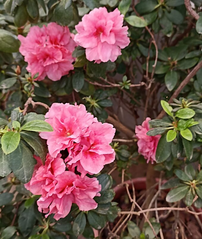 Азалия - ZNatasha -