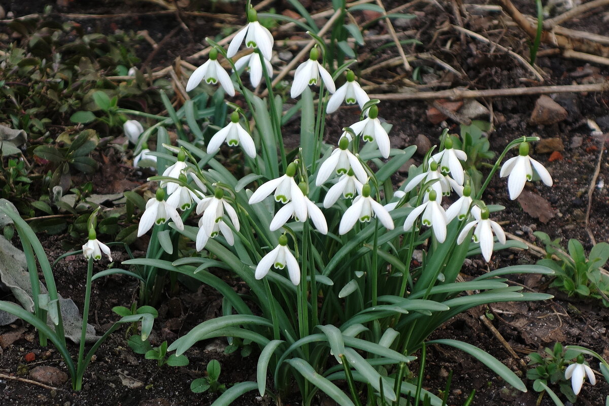 Первоцветы - Подснежники - Рита Симонова Первоцветы - Подснежники - Рита Симонова