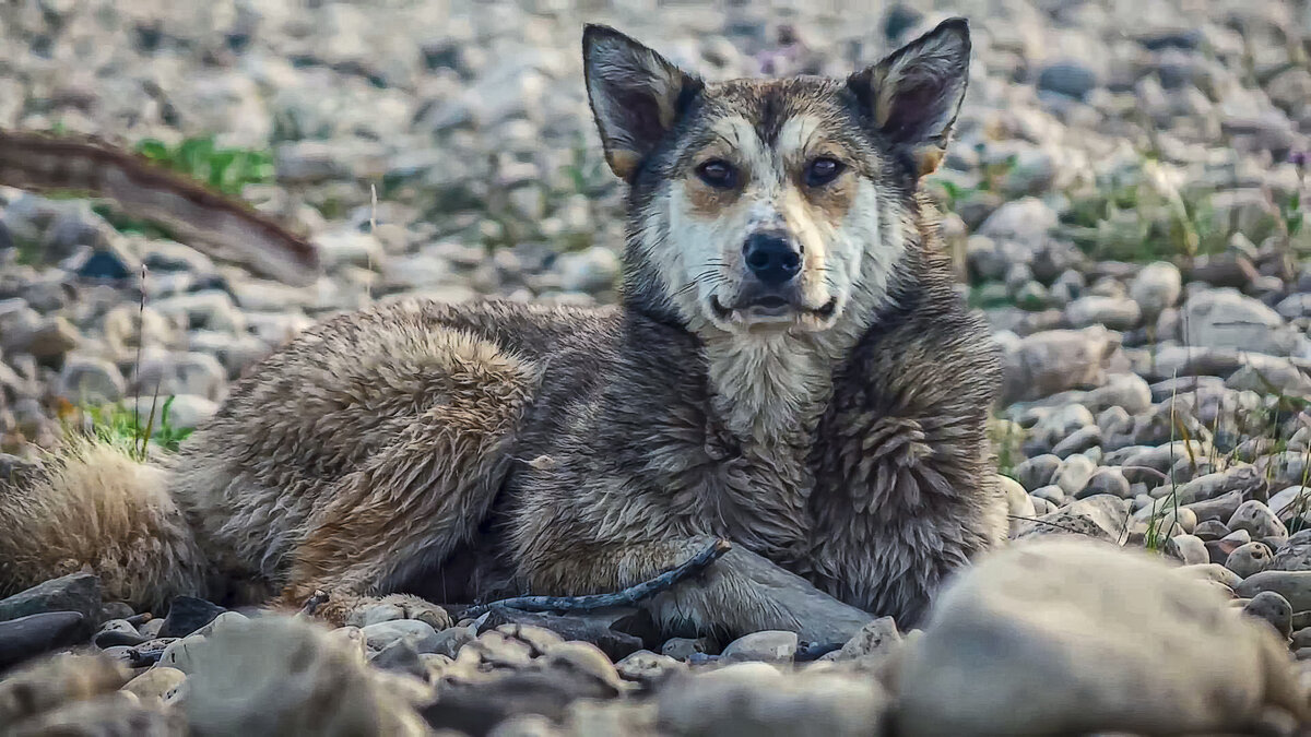 Восточносибирская лайка - Aleksey Afonin